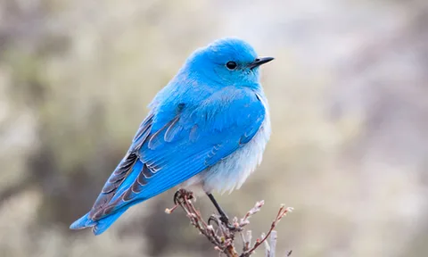 Bluebirding : Découvrez cette Pratique Unique