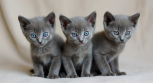 russian blue kittens for sale